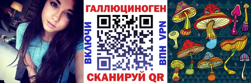 Купить  Будённовск  Псилоцибиновые грибы Psilocybe 